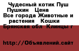 Чудесный котик Пуш-Пушкин › Цена ­ 1 200 - Все города Животные и растения » Кошки   . Брянская обл.,Клинцы г.